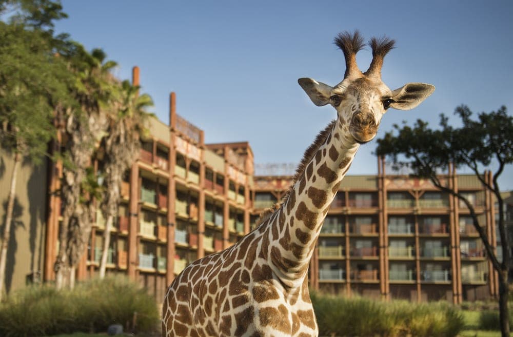 Disney's Animal Kingdom Lodge hotel photo